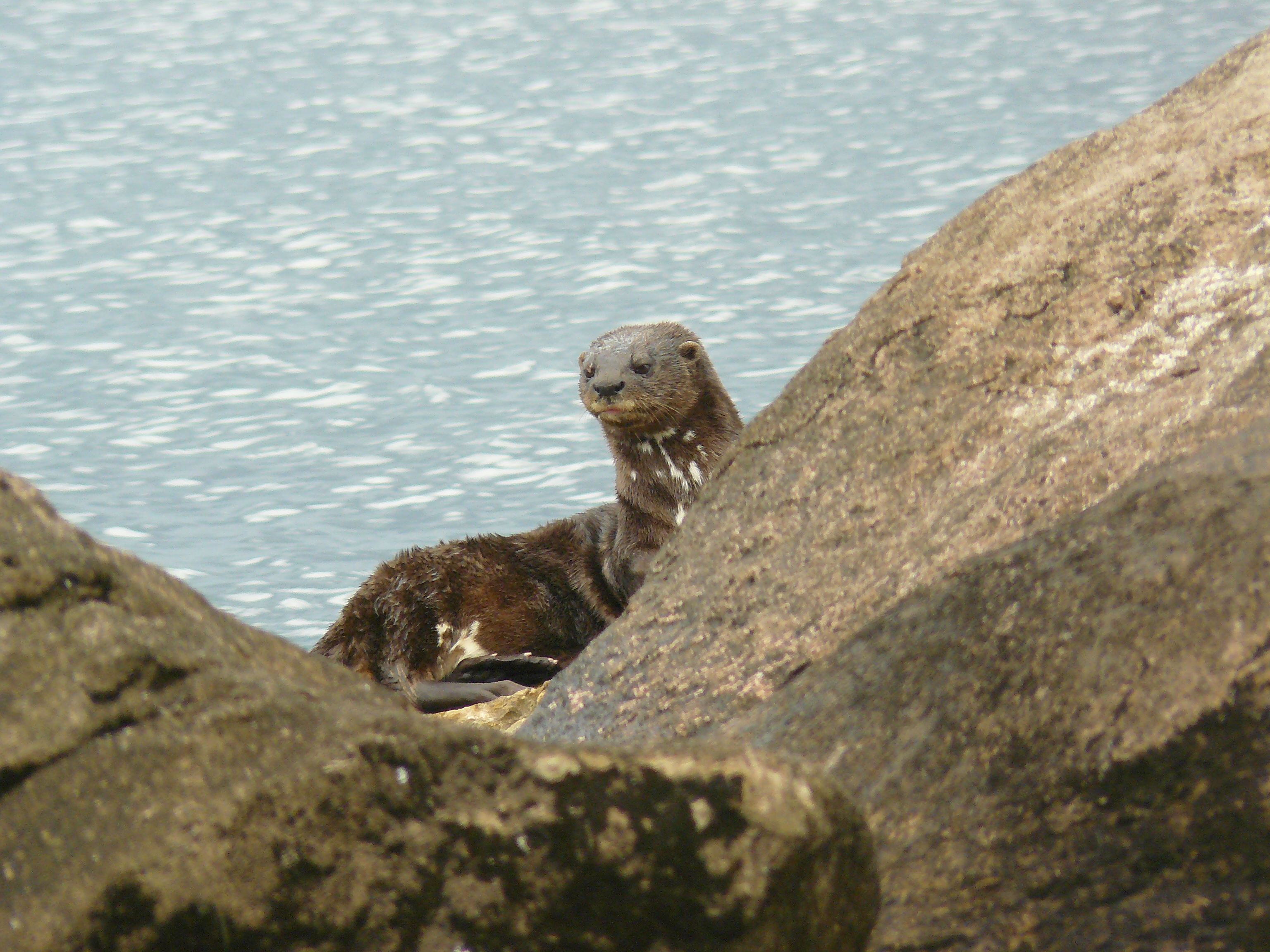 Spotted-necked Otter – African otter Network